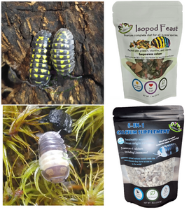 A. gestroi and Panda King Isopods in bundle with food and calcium supplement including limestone for cubaris