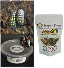 Load image into Gallery viewer, A gestroi isopods for sale with Isopod Feast and tropical white springtails Reptanicals
