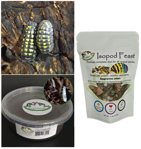 A gestroi isopods for sale with Isopod Feast and tropical white springtails Reptanicals