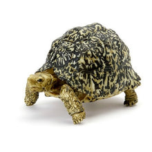 Load image into Gallery viewer, Bandai Kame 05 adult Leopard Tortoise figurine for sale Reptanicals
