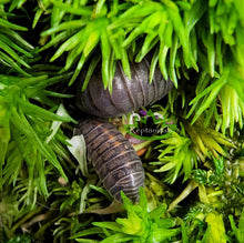 Load image into Gallery viewer, Sicily Orange Stripe Isopods for sale on Reptanicals orange isopods green moss
