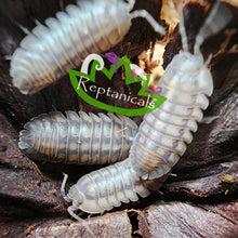 Load image into Gallery viewer, Armadillidium Wild Type isopods sale Reptanicals
