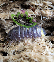 Load image into Gallery viewer, Armadillidium granulatum Isopod bioactive Reptanicals
