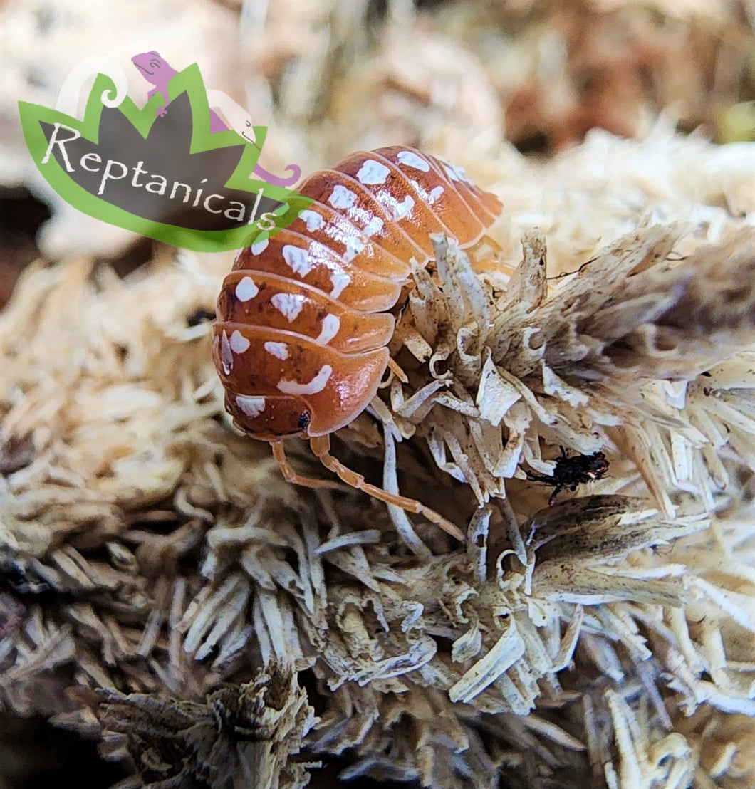 Armadillidium werneri orange isopod Reptanicals