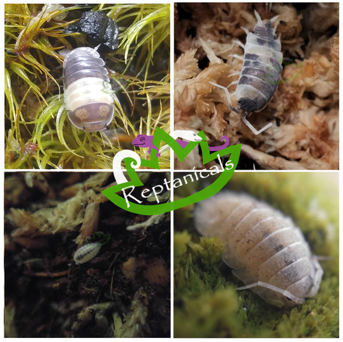 Panda King Isopods Oreo Crumble Isopods Dwarf White Isopods Dalmatian isopods