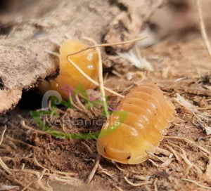 Blonde Ducky Isopod front view with natural cork background bright yellow isopods