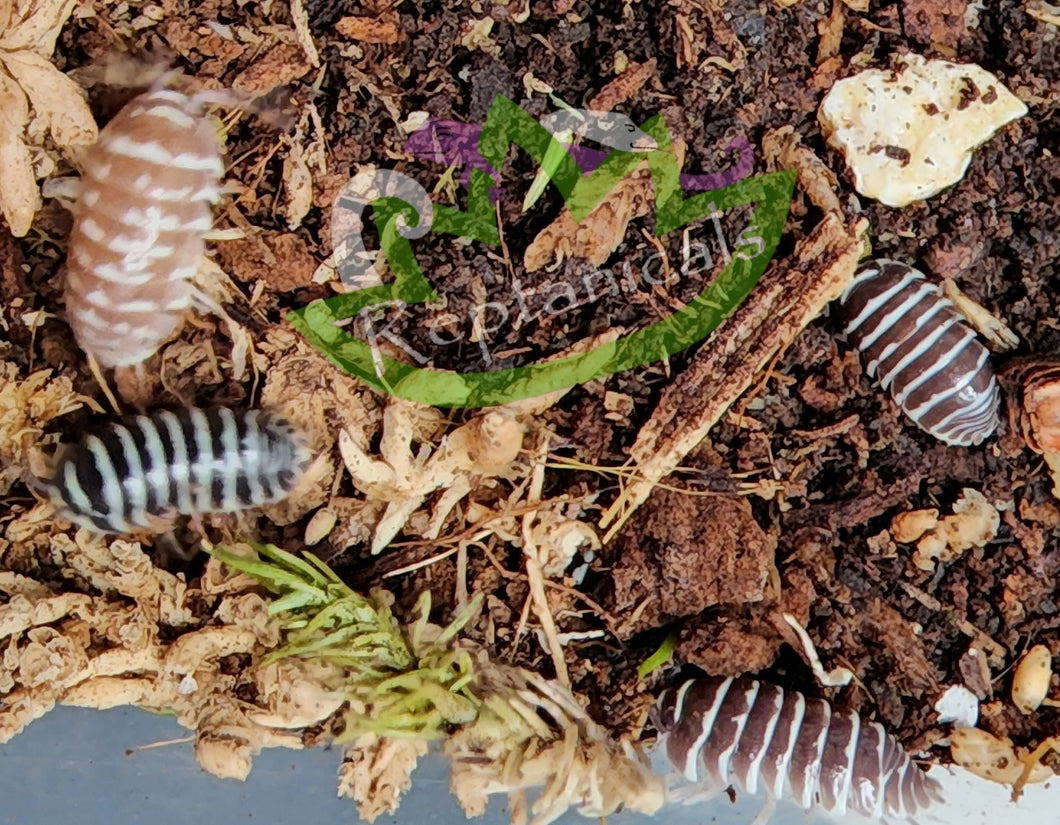 Mixed Chocolate and Black striped zebra isopods for sale reptanicals