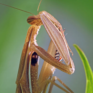Praying Mantis close up interesting insect pets