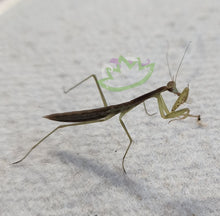 Load image into Gallery viewer, L4 Chinese Praying Mantis eating a golden Hydei fruit fly Reptanicals
