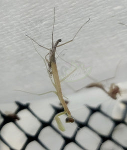 Chinese praying mantis  during first molt on Reptanicals.com