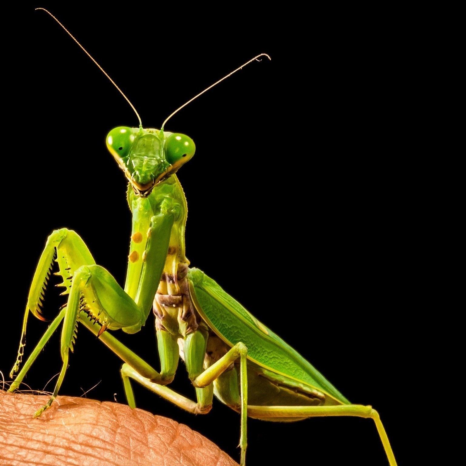 Chinese Praying Mantis L2-L3 – Reptanicals