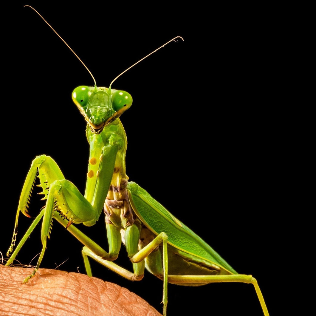 Live Chinese praying mantis for sale on Reptanicals.com