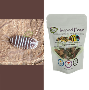 Chocolate Zebra isopods for sale with food