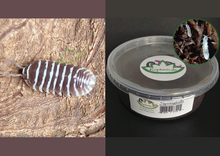 Load image into Gallery viewer, Bioactive clean up crew for sale chocolate zebra isopods and springtails
