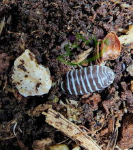 Load image into Gallery viewer, Chocolate Zebra Isopods for sale exotic clean up crew for reptiles

