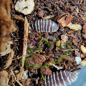 Chocolate zebra isopod in terrarium with moss and Reptanicals Bug Bedding substrate for isopods and mantids
