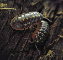 Load image into Gallery viewer, Clown isopods on cork bark
