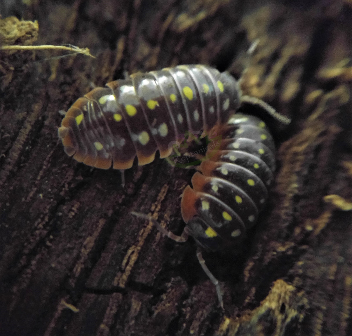 Armadillidium klugii - Clown Isopods – Reptanicals