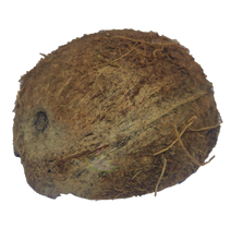 Load image into Gallery viewer, coconut half reptanicals
