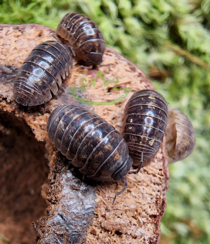 Wild type Armadillidium vulgare on edge of palm nut