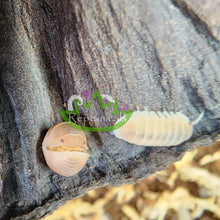 Load image into Gallery viewer, Cubaris murina Papaya Isopod ball Reptanicals

