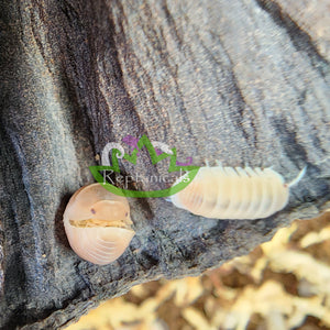 Cubaris murina Papaya Isopod ball Reptanicals