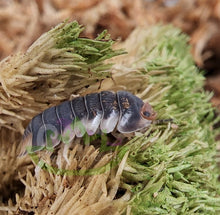 Load image into Gallery viewer, Pack Chong isopods showing compound eyes on moss background
