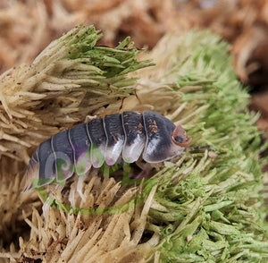 Pack Chong isopods showing compound eyes on moss background