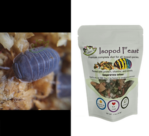 Cubaris murina Isopods for sale with Reptanicals Isopod Feast