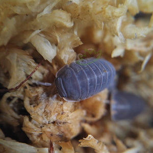 Cubaris murina - Little Sea Isopods