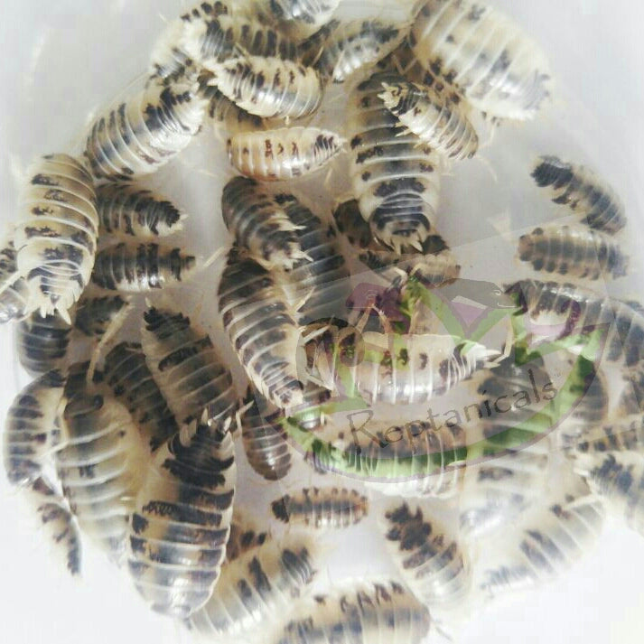 Oreo and Dairy Cow Isopod Combo Pack! 12+ ea – Reptanicals