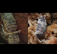 Load image into Gallery viewer, Dairy Cow and Oreo Crumble Isopods for sale Isopod bundle
