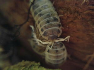 Dairy Cow Isopods for sale