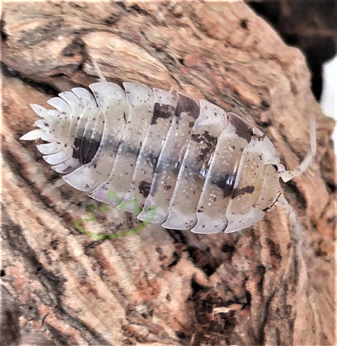 Reptile Clean up Crew Porcellio scaber Dalmatian