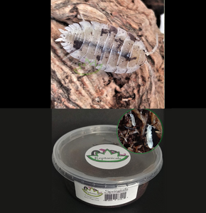 Dalmatian isopods for sale Reptanicals Porcellio scaber spotted Tropical White Springtails