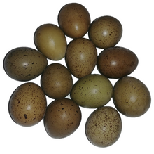 Load image into Gallery viewer, Full Dozen 12 Button Quail Eggs Reptanicals
