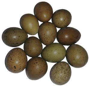 Full Dozen 12 Button Quail Eggs Reptanicals