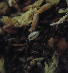 Dwarf white isopods for sale Reptanicals