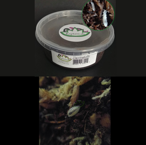 Tropical Springtails and dwarf white isopods clean up crew for reptiles dart frog food