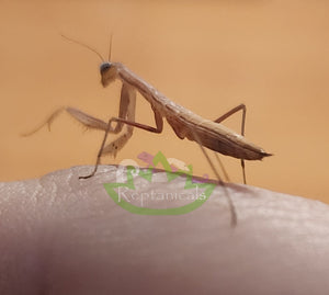 European Praying mantis nymph 