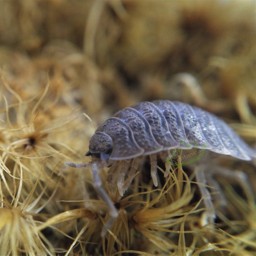 Giant canyon isopods for sale Reptanicals