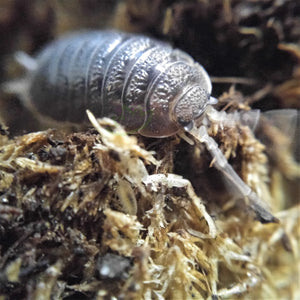 Giant canyon isopod on moss Reptanicals