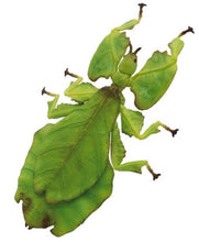 Load image into Gallery viewer, Giant Malaysian Leaf Insect figure for sale reptanicals
