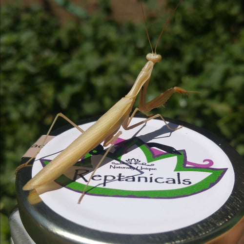 Male Golden Praying Mantis on Reptanicals Wound Care jar