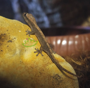 Hawaiian Mourning Geckos (Lepidodactylus lugubris)