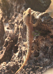 Hawaiian Mourning Gecko on cork bark Reptanicals