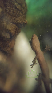 Closeup of Hawaiian Mourning gecko walking on glass