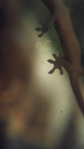Mourning Gecko feet on glass with backlight Reptanicals