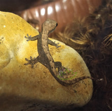Load image into Gallery viewer, Hawaiian Mourning geckos for sale gecko on natural limestone rock
