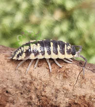 Load image into Gallery viewer, Porcellio ornatus High Yellow isopod on cork over green moss
